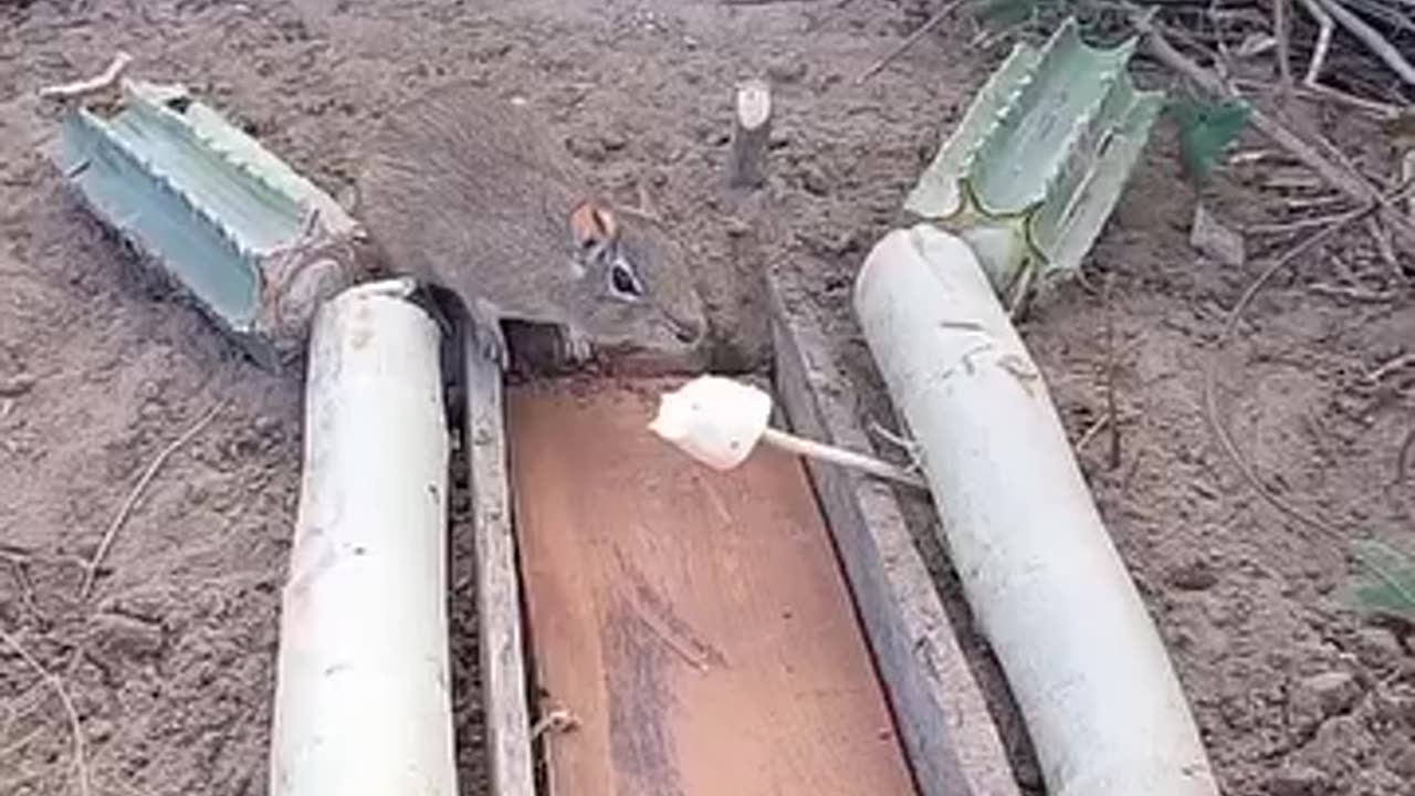 Rat🐀 is very clever 😄