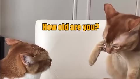 Funny Cat