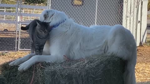 Great Pyrenees guarding