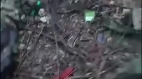 A bunch of dead swineherds.