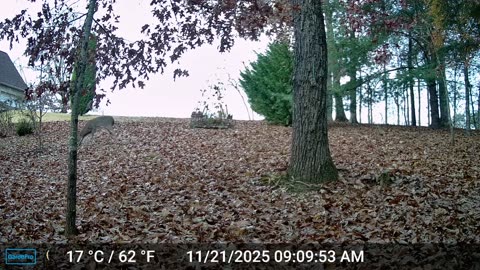 The Woods – 11/21/2025