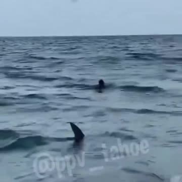 Shark swimming on shore of MIAMI next to people!!