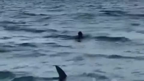 Shark swimming on shore of MIAMI next to people!!