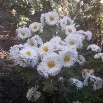 Bush of white chrysanthemums