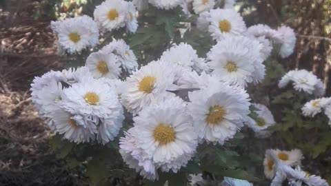 Bush of white chrysanthemums