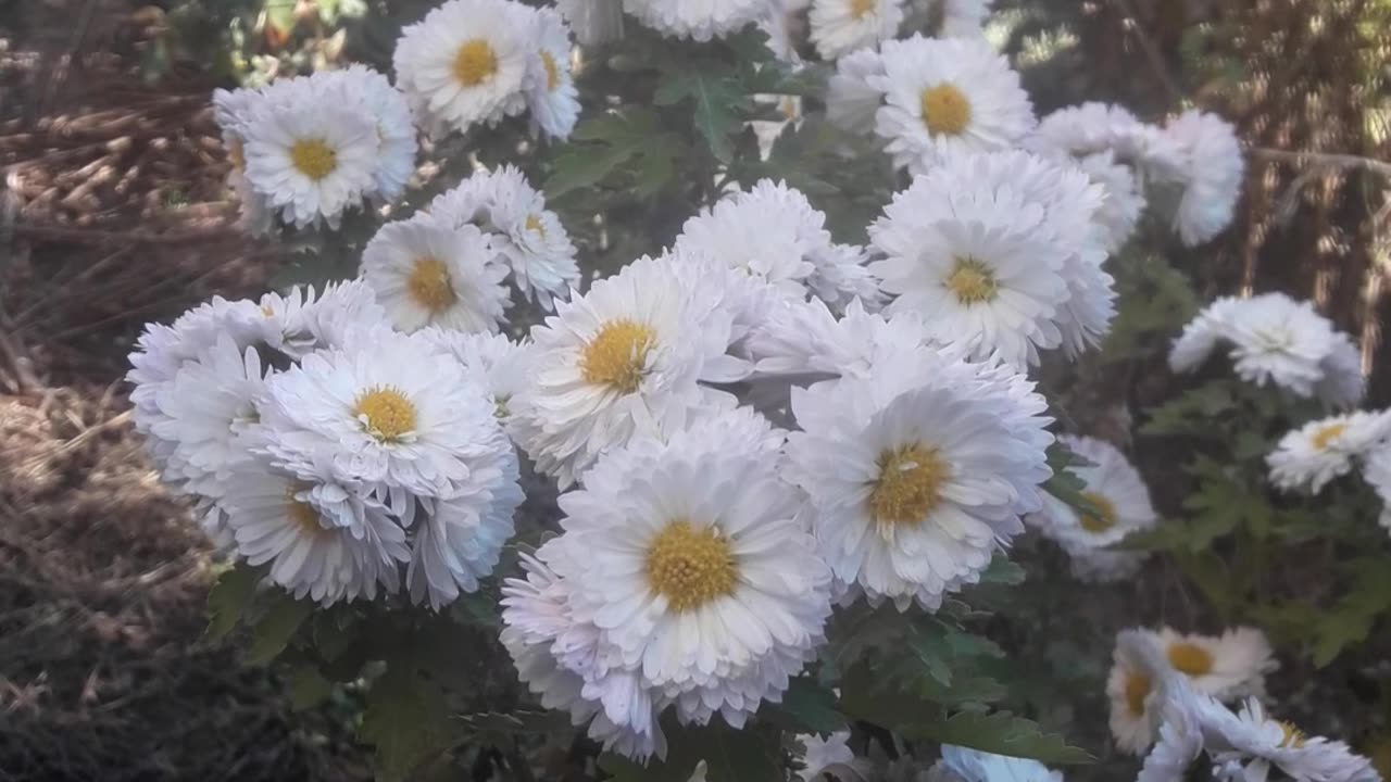 Bush of white chrysanthemums