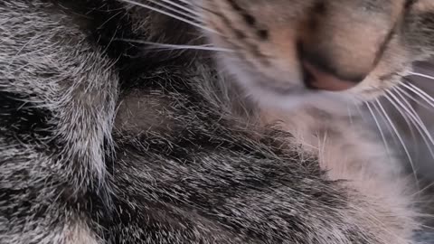 Asmr cat