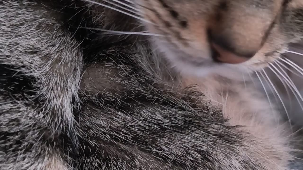 Asmr cat