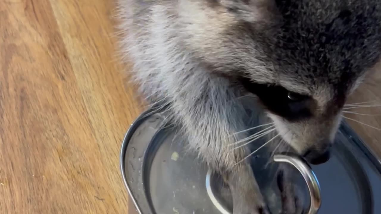 Raccoon Washes Tater Tot In Water Fountain