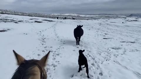 Walking them back to the group. cartercountrymeats.com