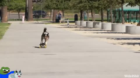 Fastest Skateboarding Dog - Guinness World Records