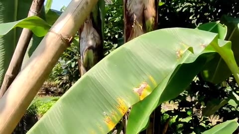 How to Grow Your Own Banana Tree at Home"