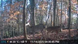 The Woods – 11/15/2025