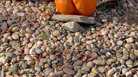 When the Pumpkin Needs a Parental Advisory