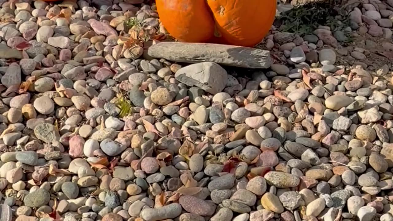 When the Pumpkin Needs a Parental Advisory