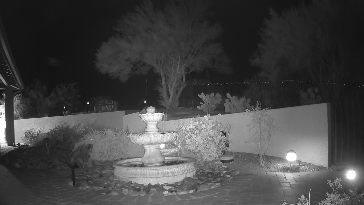 A second bear same night but smaller and black