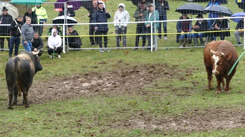 Cvijan od Šahmana vs Mališa od Patkovića Dar Mar 2025