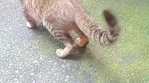 These Smart Cats Are Elite Hunters… But Still Ridiculously Funny 😂🐱