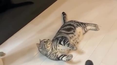 😂🐱 Cat Be Like What Is This Thing Flying Over Me! | FunFM