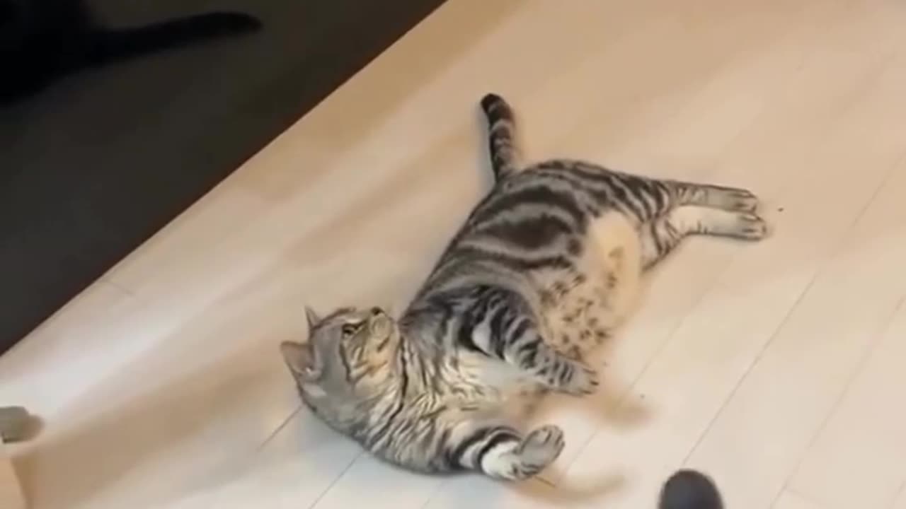 😂🐱 Cat Be Like What Is This Thing Flying Over Me! | FunFM