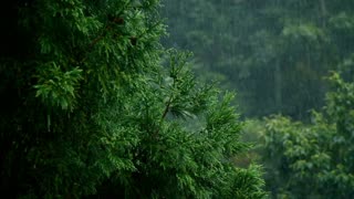 ASMR, Spring Rain, Forrest Sounds, Bird Sounds, Nature's White Noise, Fall Fast Asleep