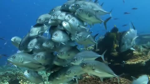 Fishes are wandering casually under the blue water of the sea...