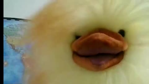 Henrietta is Furious & Pledges to Expose the CFIA....