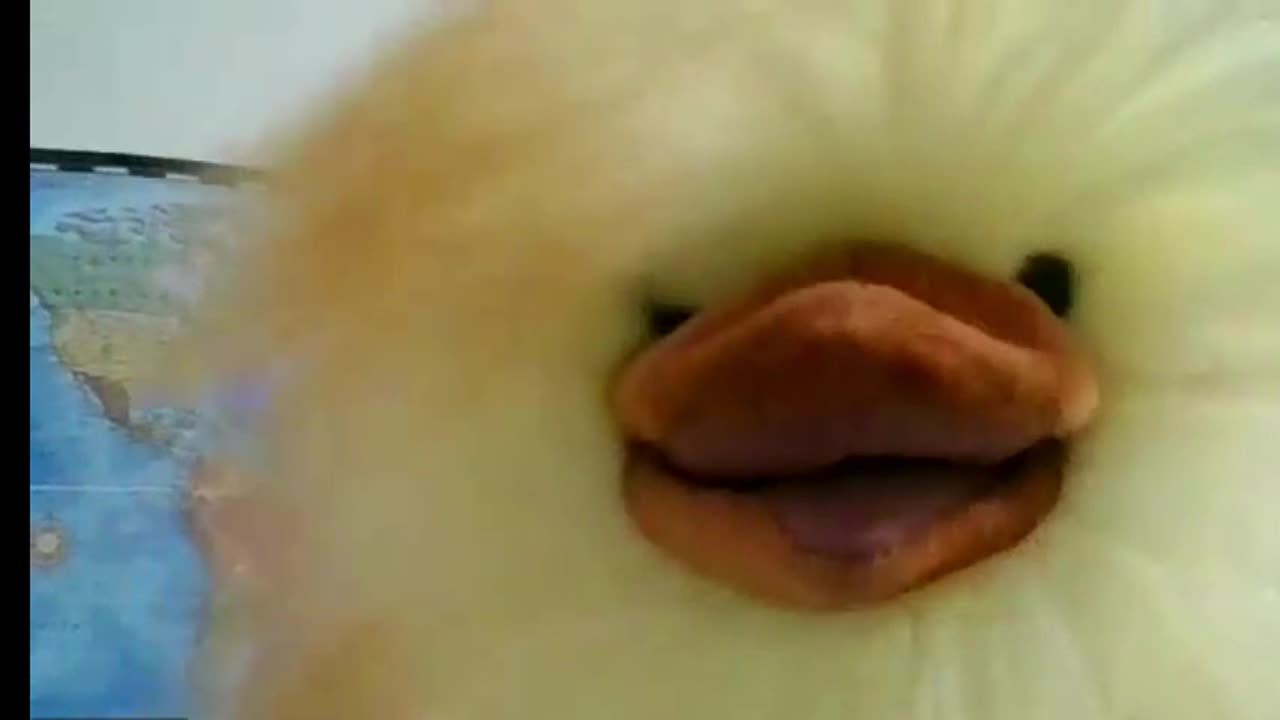 Henrietta is Furious & Pledges to Expose the CFIA....