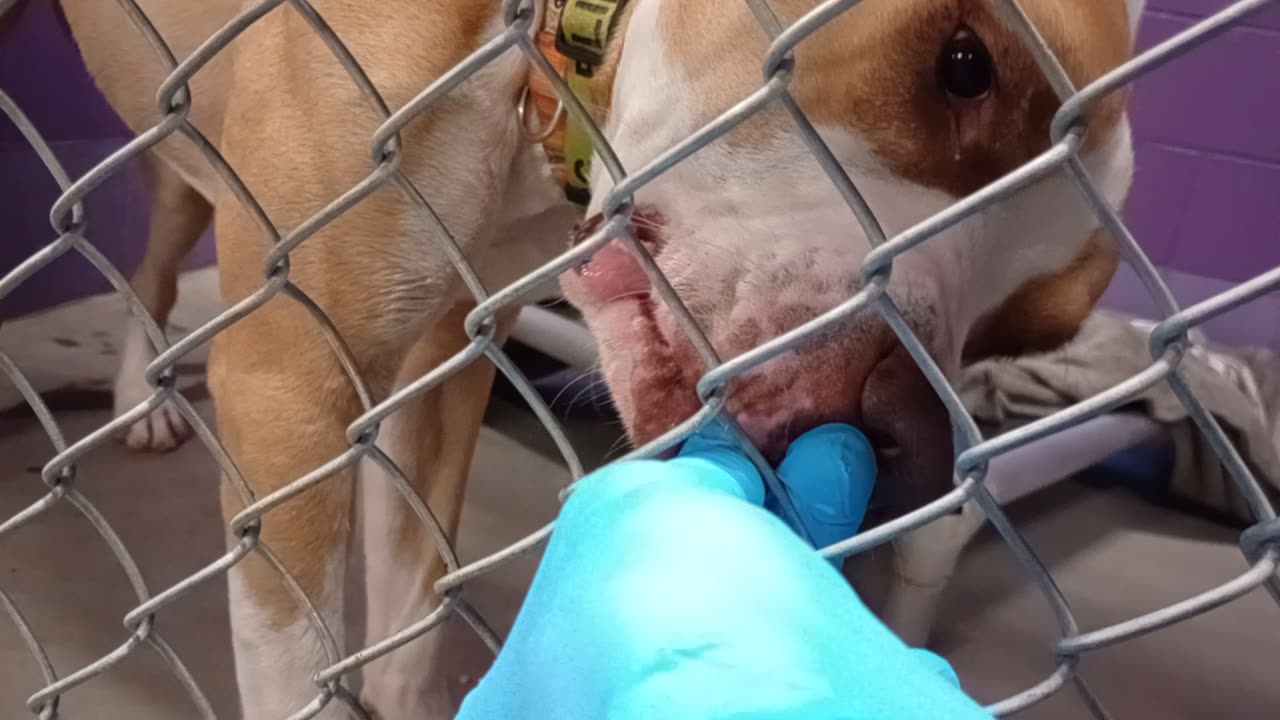 Kuma 1y Pet Id 948375 kennel 24 HSSAZ shelter blind boy gave me much of his loving today20251205395