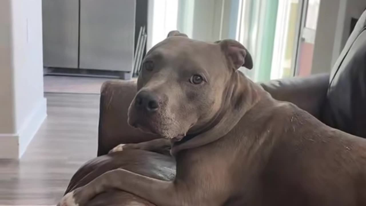 Telling My Dog a Joke