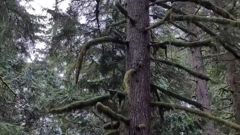 🤯🦉 You Won't Believe This Owl Attack During a Run! | FeedMyCuriosity
