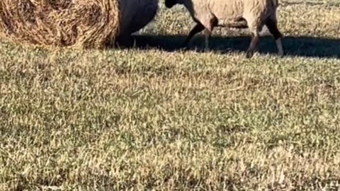 Today, the sheep are more energetic than I am 😉🫠