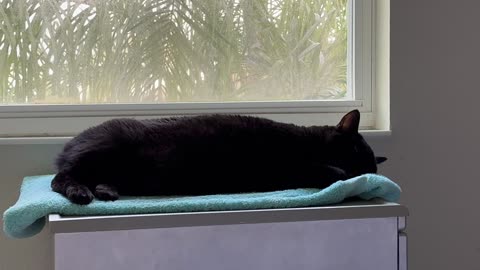 Cute Precious Piper is Sound Asleep in Her Spa - My Adopted Shelter Cat Vlog