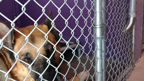 Oso 5y Pet Id kennel 20 HSSAZ shelter 1st time he stayed with me 4 most of video2025100498