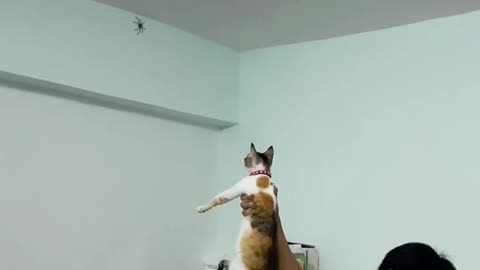 Man Lifts His Cat, and It Snags a Spider MidAir #short #cat