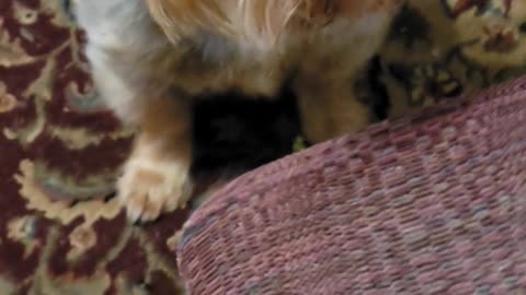 Batman's got a brand new toy #yorkies #funnydogs #ledzeppelin