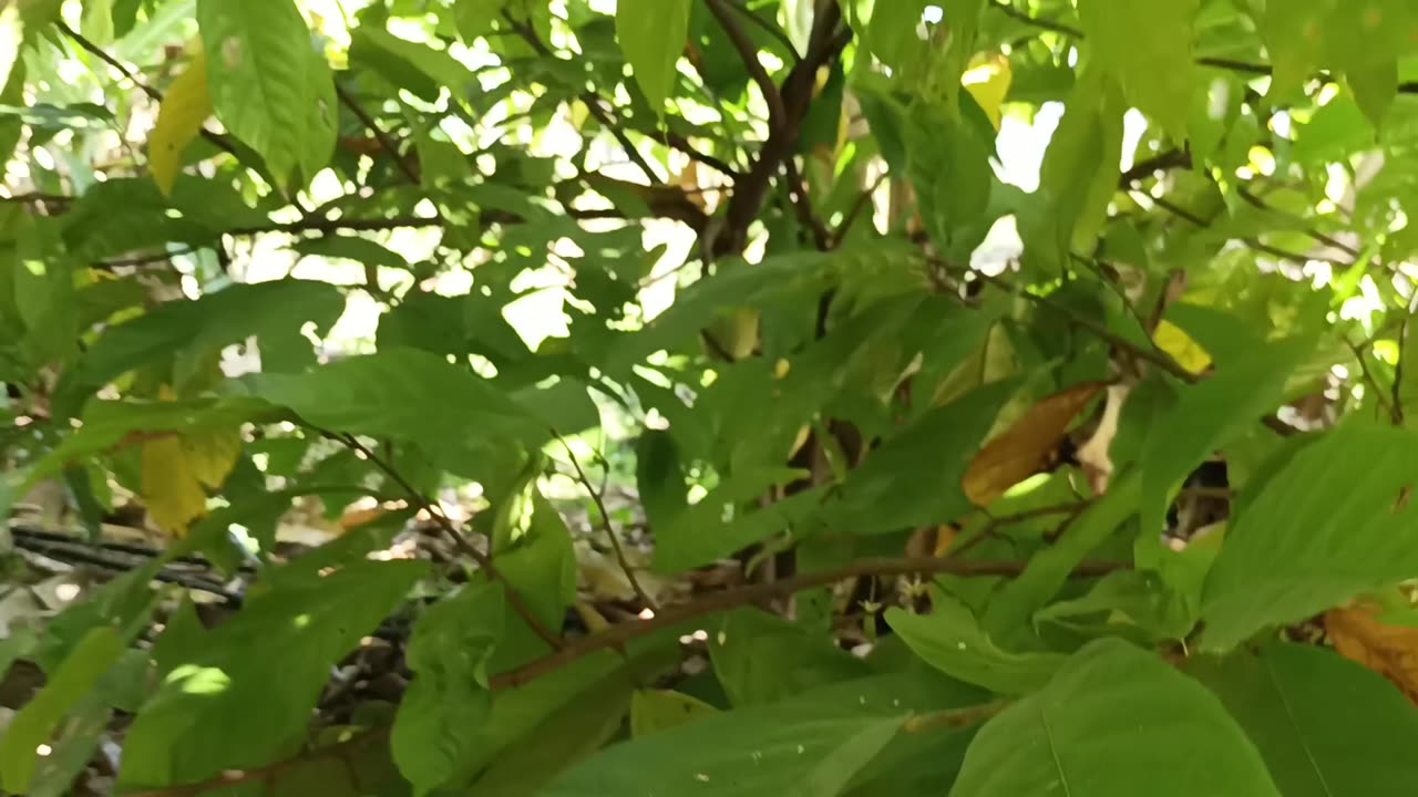 Cacao plantation Mae-On: 2025-02-01 02