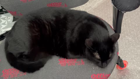 Cute Precious Piper Practices Different Poses - My Adopted Shelter Cat Vlog