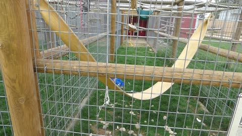 Minnie muchin on grass