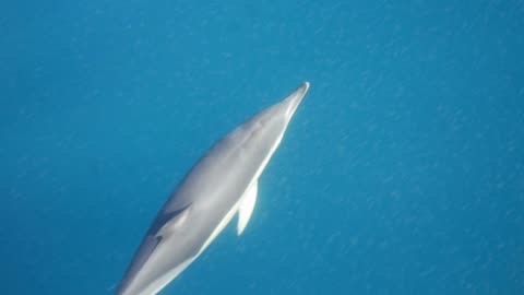 Gibraltar Bay Common Dolphin Photo book by Chris Summerfield