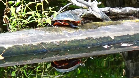 Painted Turtle
