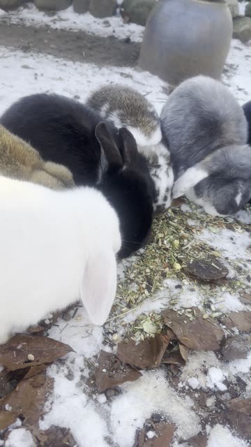 Bunny Enjoys Crunchy Leaves