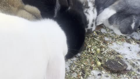 Bunny Enjoys Crunchy Leaves