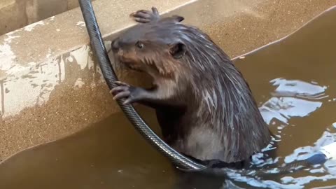 Beaver Takes A Bath