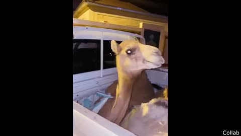 The Internet’s Best Video You Won’t Believe Exists 🤯🔥