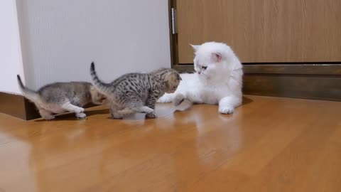 The kitten approaching the daddy cat to play with him was so cute.😻