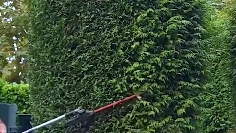 Hedge trimming done right! 🌲