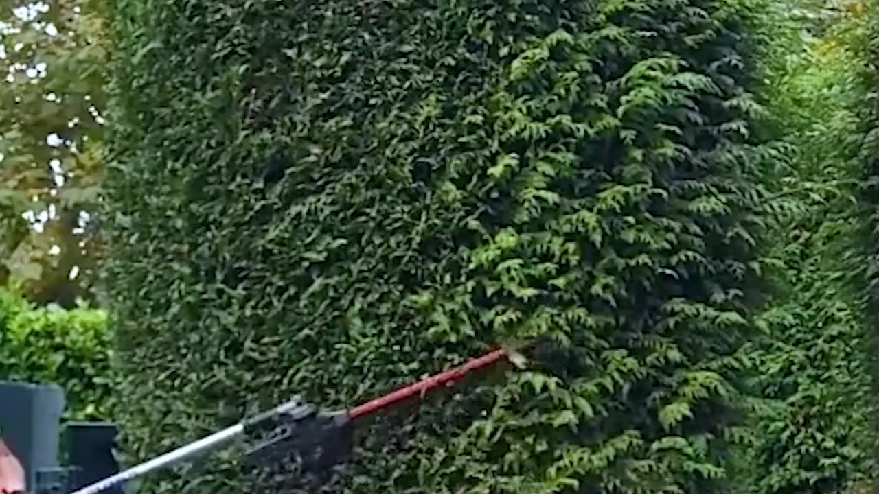 Hedge trimming done right! 🌲