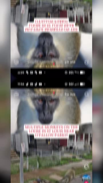 PENROSE TRIANGLE AND THE 3 MONKEYS