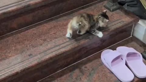 Cat vs. Laser Pointer: The Ultimate Chase! 🔴